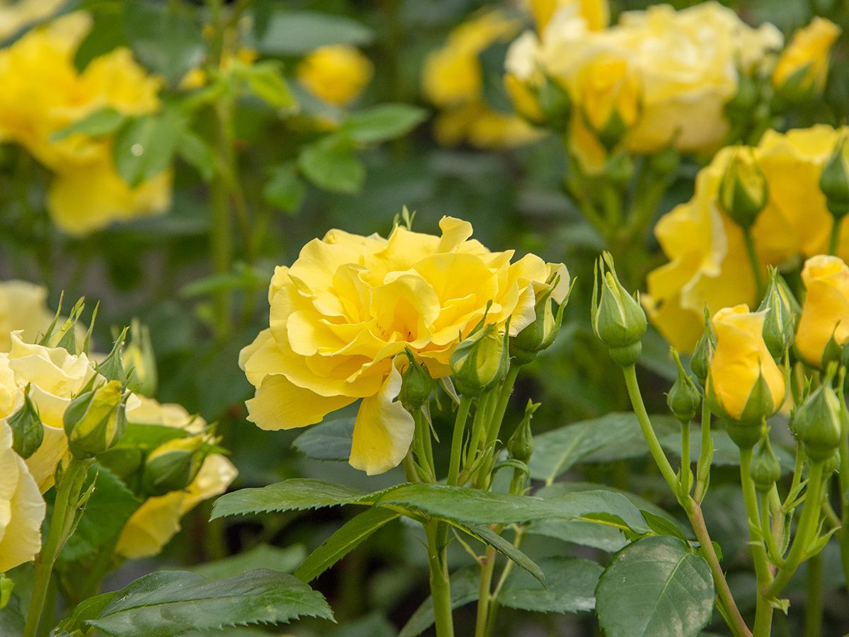 Lichtkönigin Lucia® ADR 1968 Strauchrose (öfter blühend, anspruchslos, starker Duft) Lichtkönigin Lucia® ADR 1968 Strauchrose (öfter blühend, anspruchslos, starker Duft)