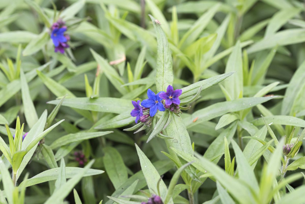 Blauroter Steinsame Blauroter Steinsame