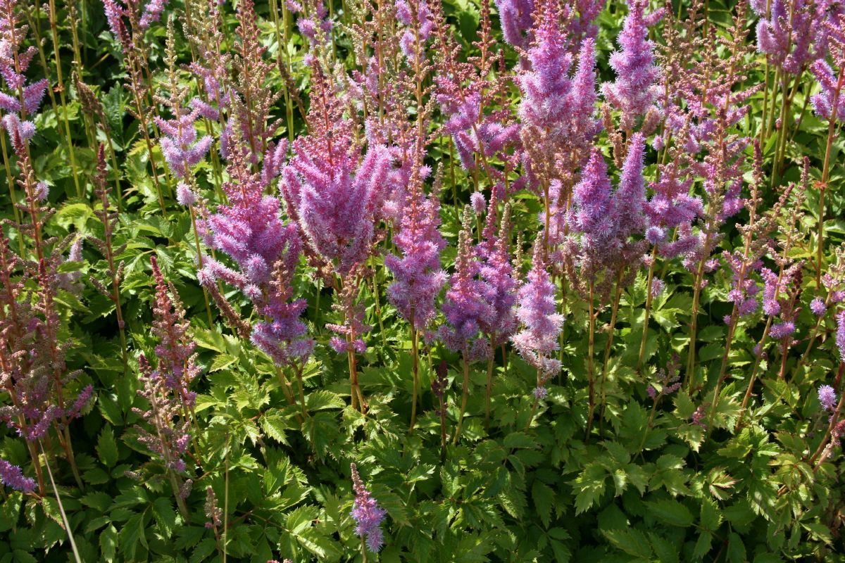 Prachtspiere Pumila