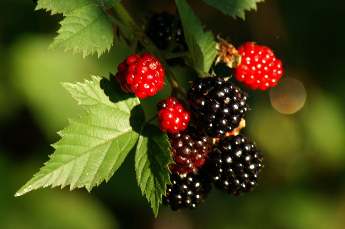 Loch Ness® Brombeere (stachellos)