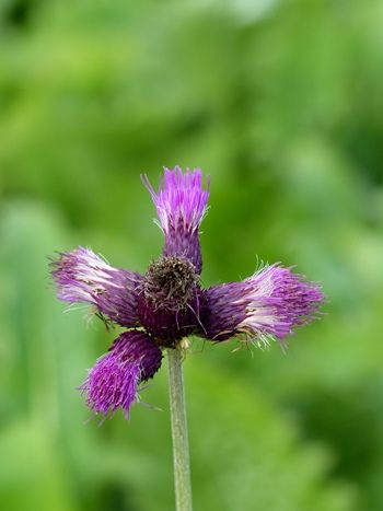 Bachkratzdistel