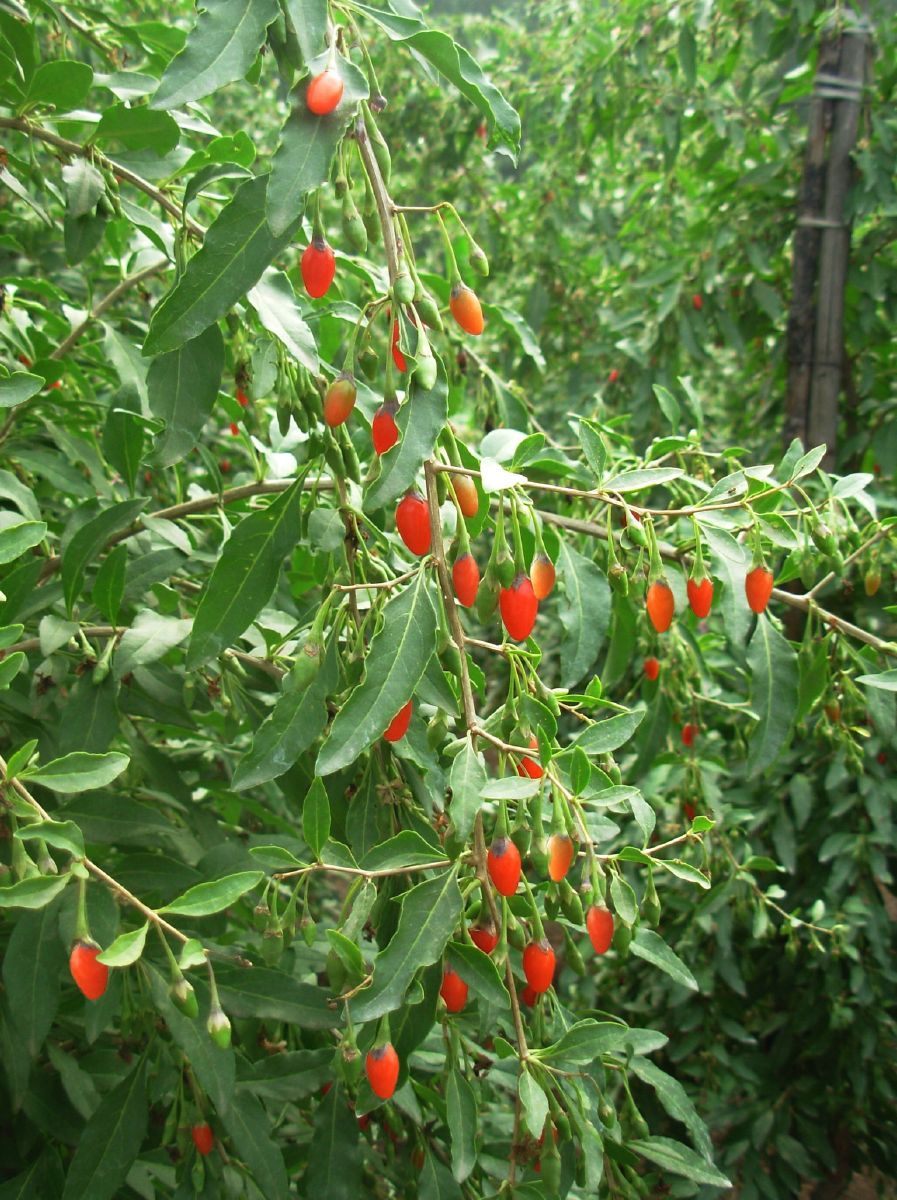 Goji-Beere, Bockdorn Sweet Lifeberry