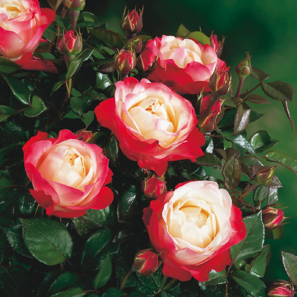 Nostalgie® Romantische Rose (anspruchslos, leichter Duft)