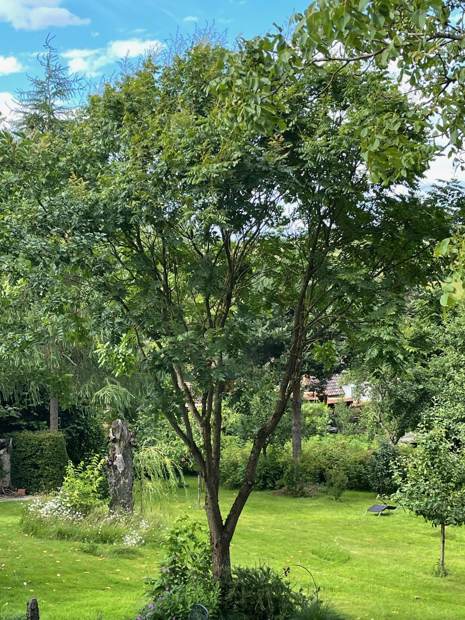 Blasenbaum, Bienenesche, Chinabaum, Blasenesche Blasenbaum, Bienenesche, Chinabaum, Blasenesche