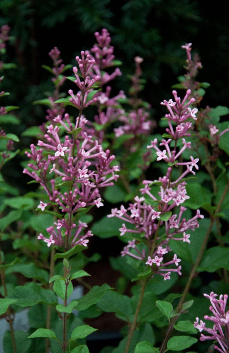 Zwergduftflieder Pink Perfume(S) Zwergduftflieder Pink Perfume(S)