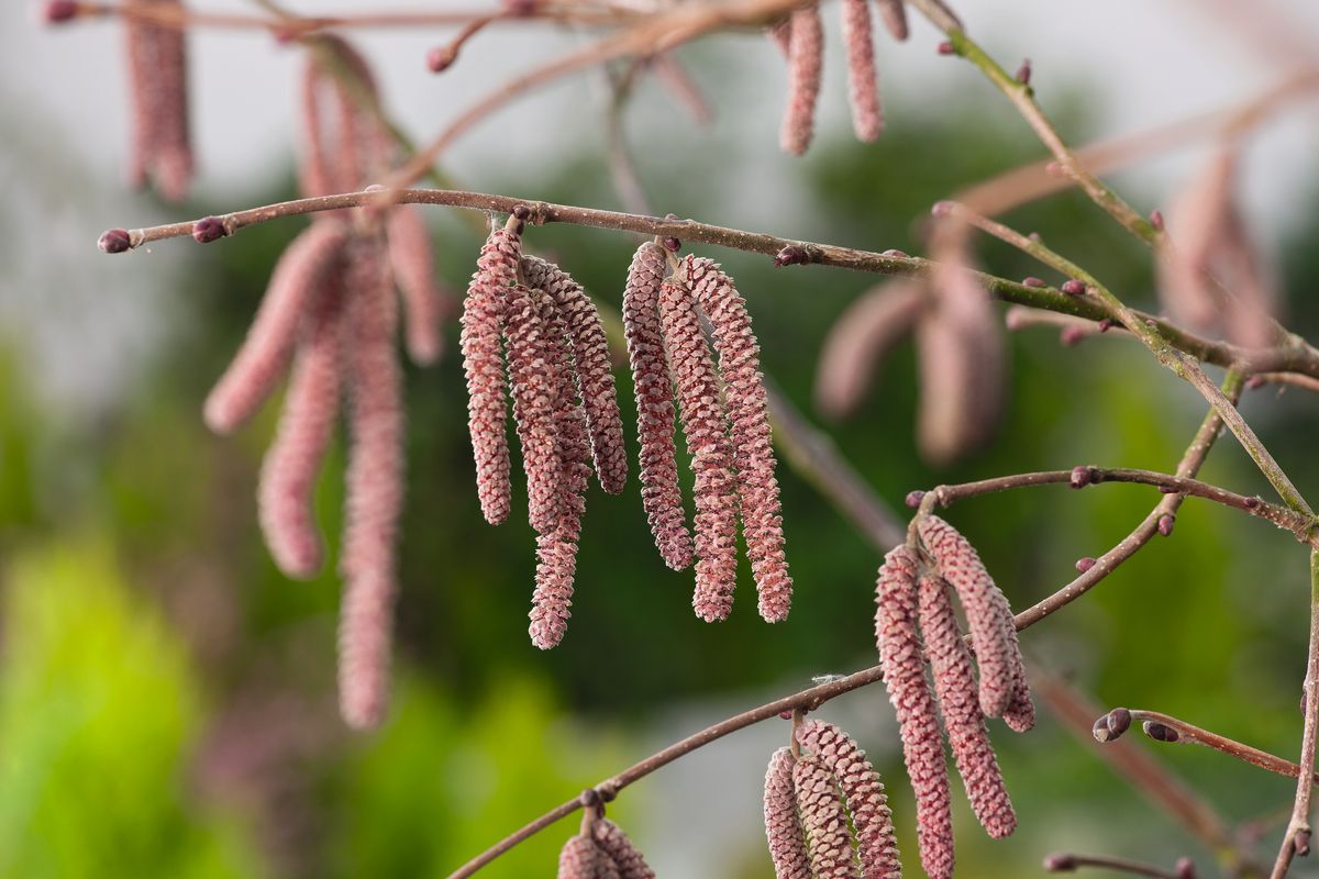 Haselnuss Rote Zellernuss
