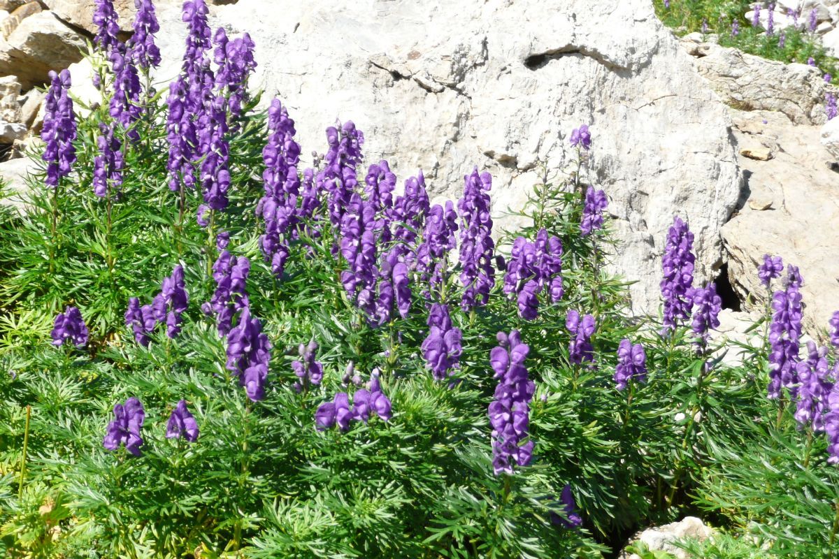 Blauer Eisenhut