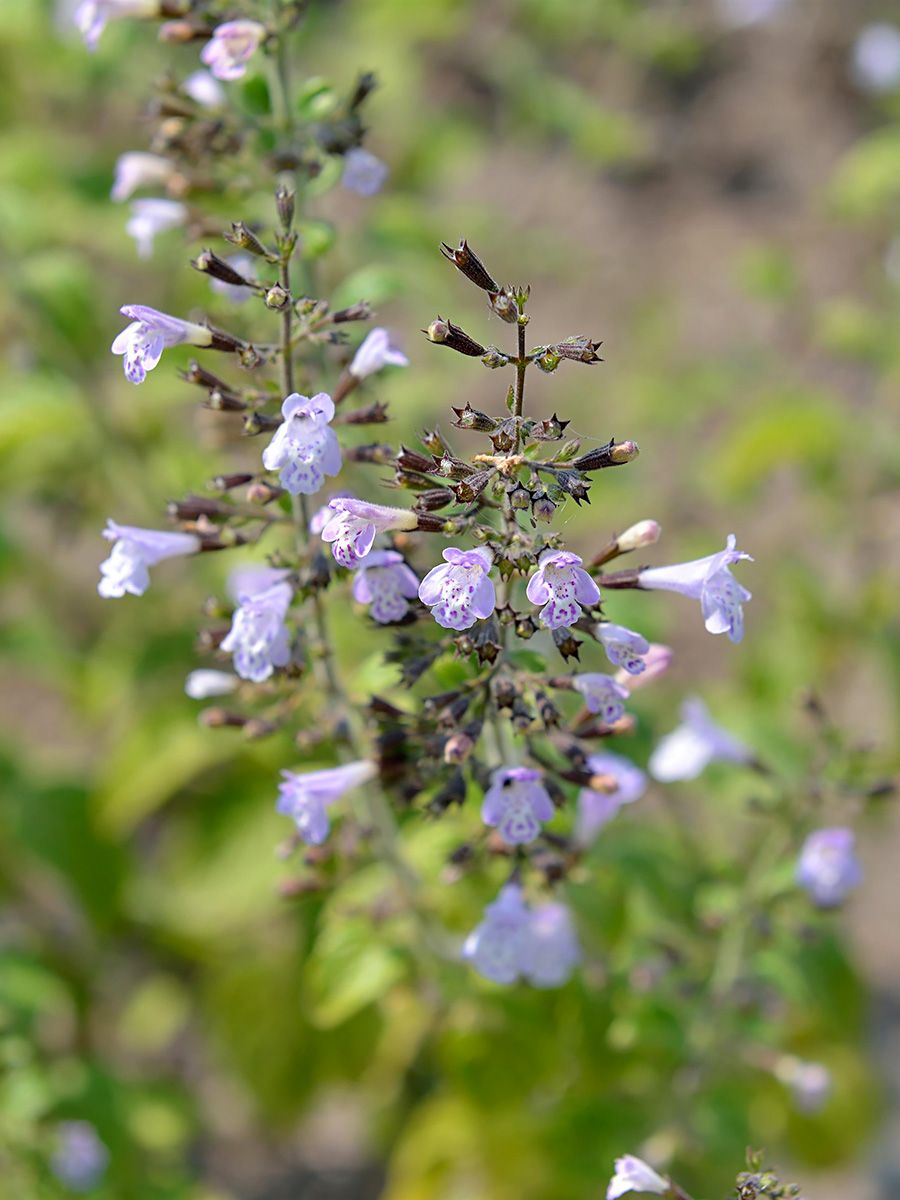 Bergminze Blue Cloud