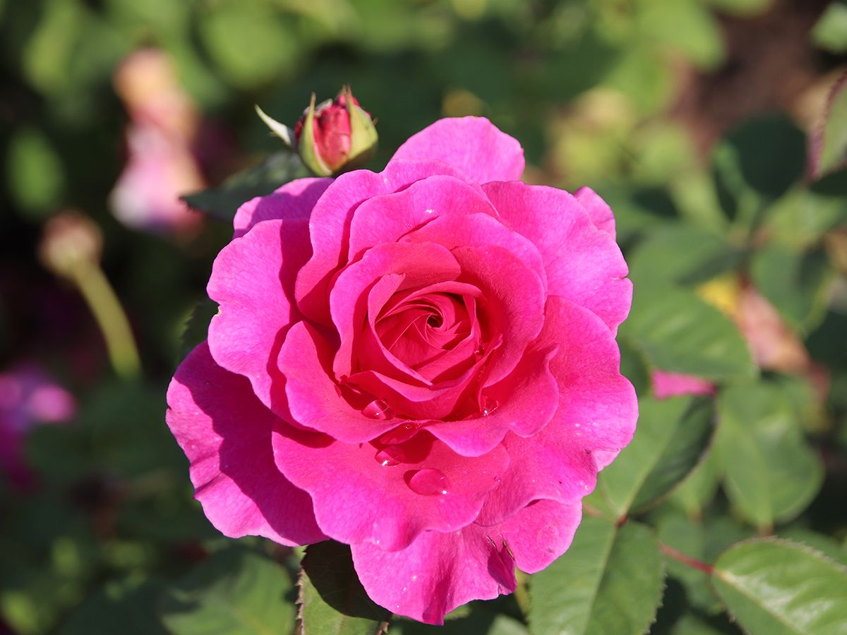 Laudatio® Edelrose Teehybride Laudatio® Edelrose Teehybride