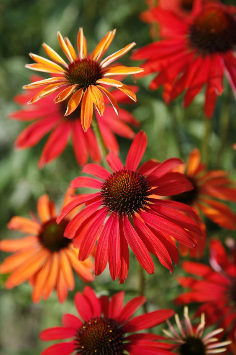 Sonnenhut Hot Summer Sonnenhut Hot Summer