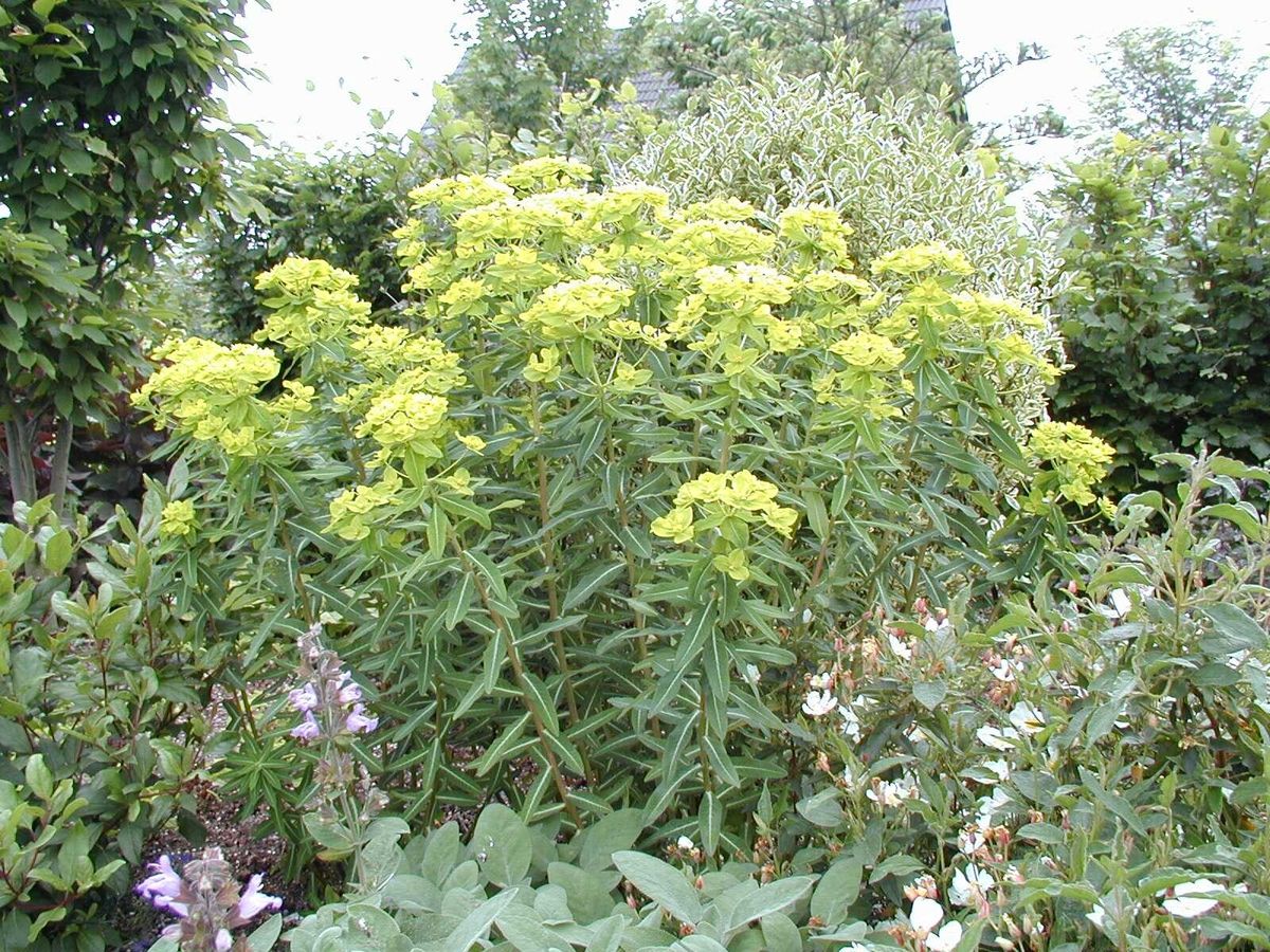 Hohe Wolfsmilch Goldener Turm