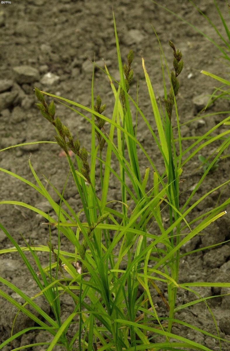Kugelige Palmwedelsegge Wachtposten