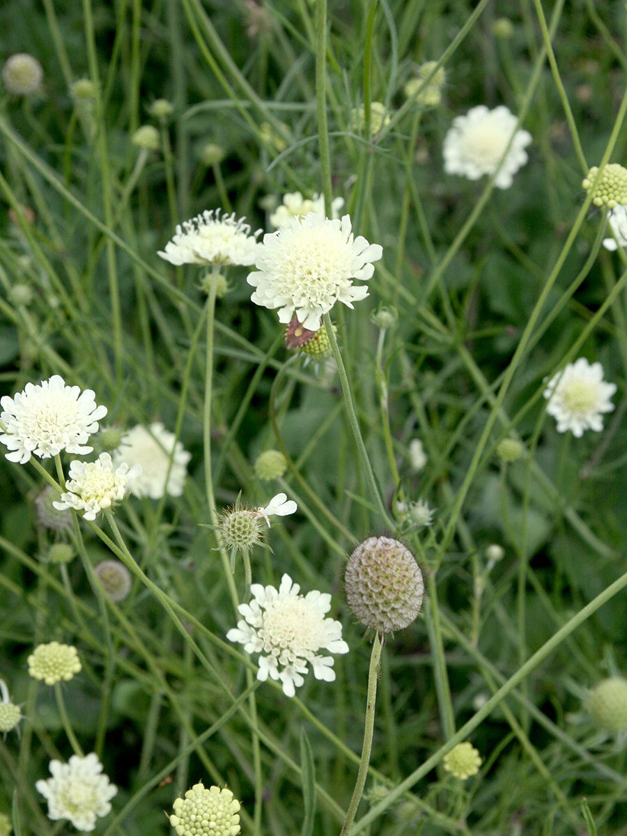 Gelbe Skabiose