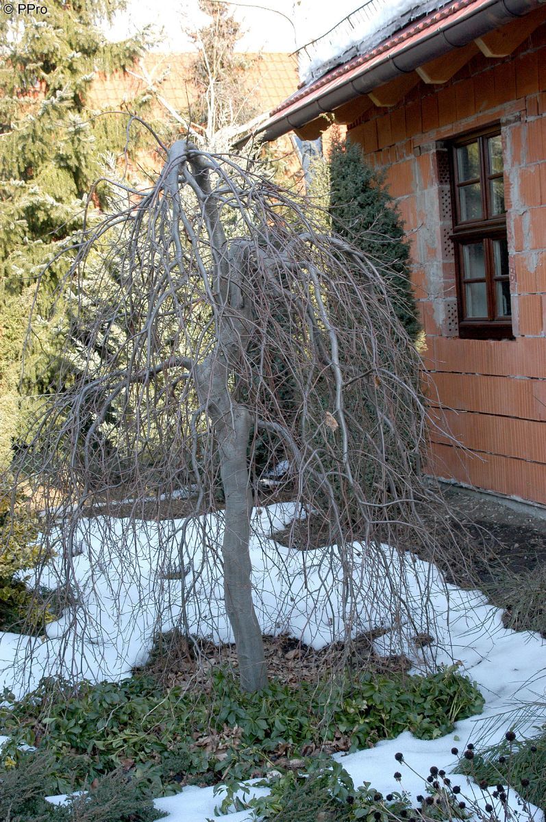 Hängeblutbuche Hängeblutbuche