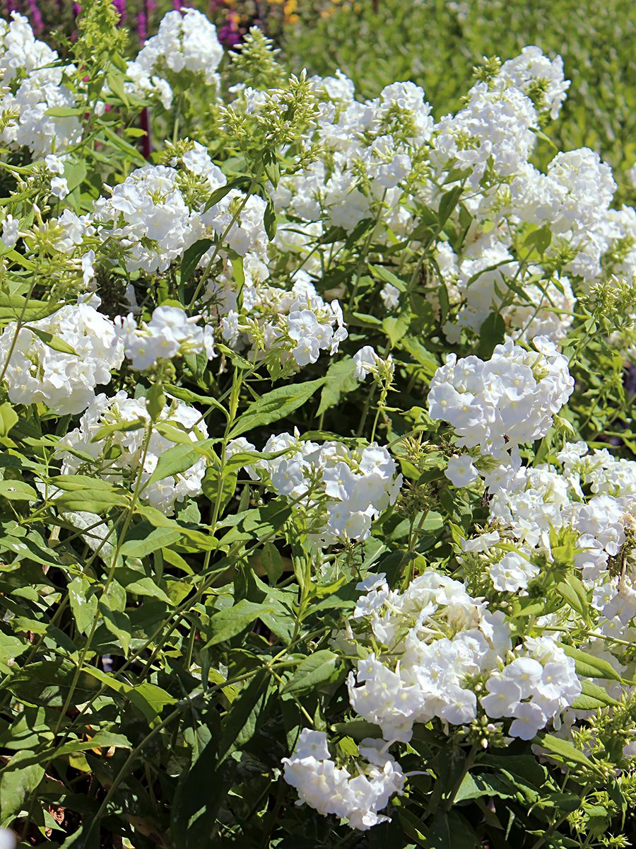 Flammenblume White Admiral Flammenblume White Admiral