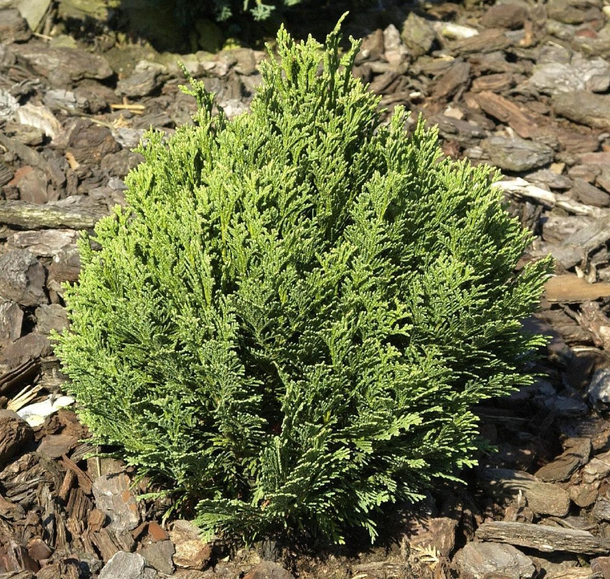 Kugelscheinzypresse Minima Glauca Kugelscheinzypresse Minima Glauca