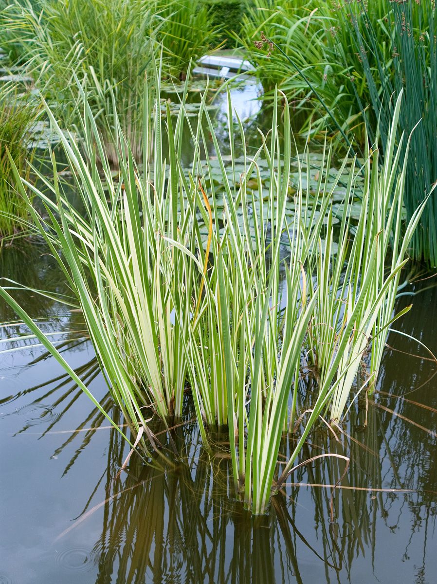 Weissbunter Kalmus