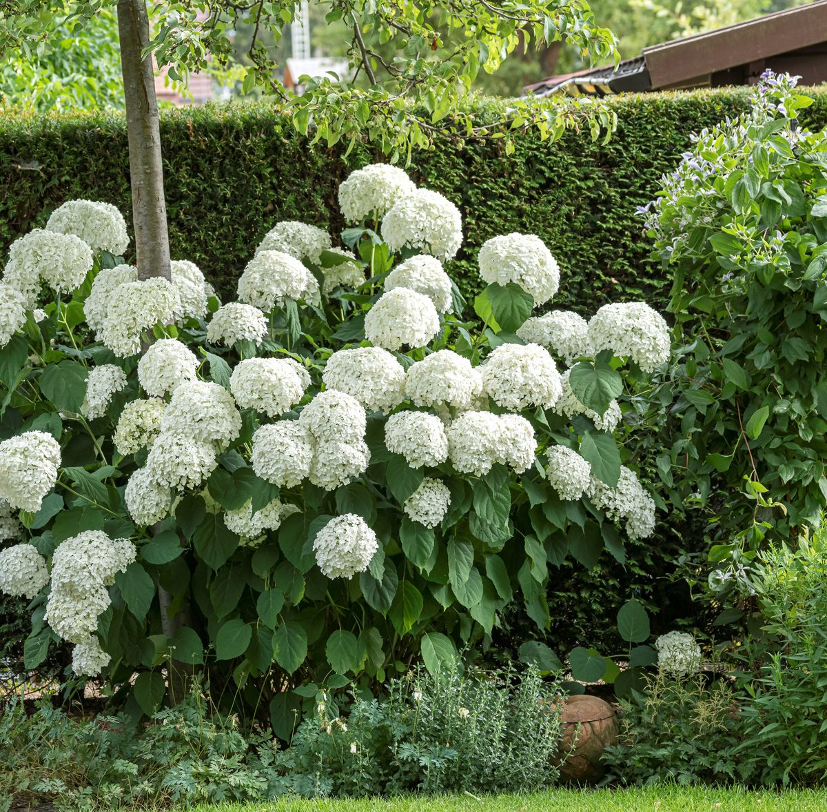 Schneeballhortensie Incrediball®