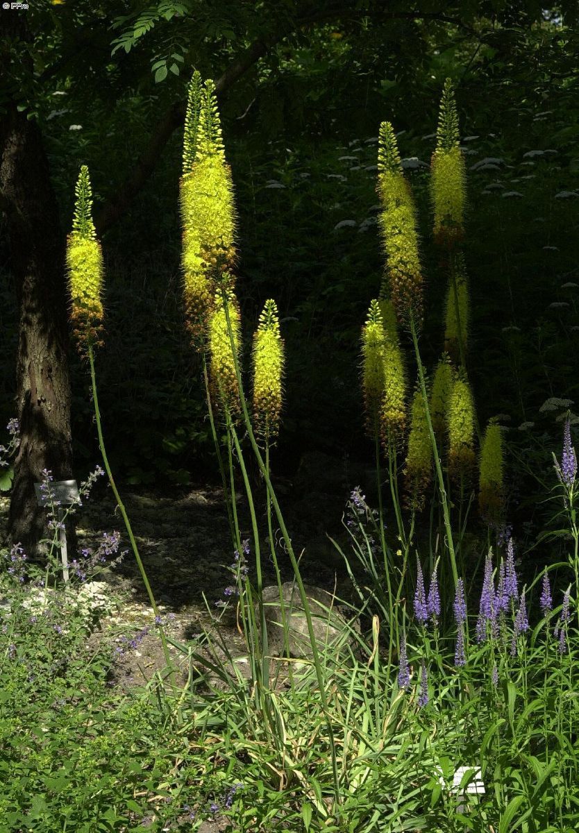 Steppenkerze, Lilienschweif Shelford Hybrids