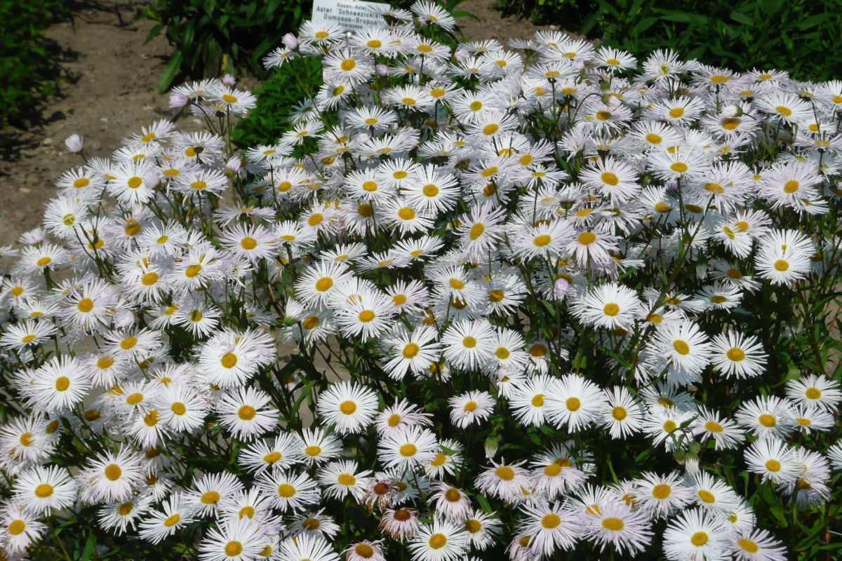 Berufskraut, Feinstrahl Sommerneuschnee Berufskraut, Feinstrahl Sommerneuschnee