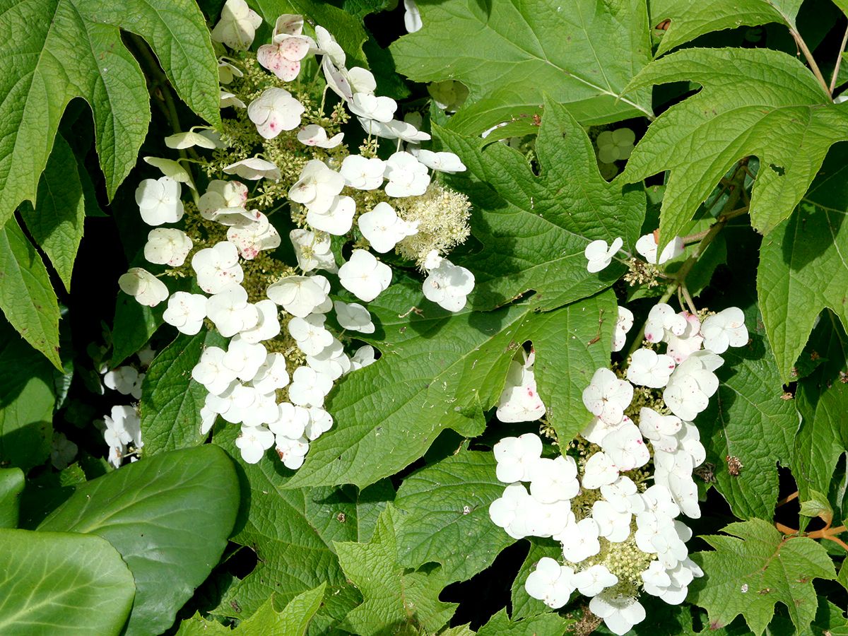 Eichenblättrige Hortensie Eichenblättrige Hortensie