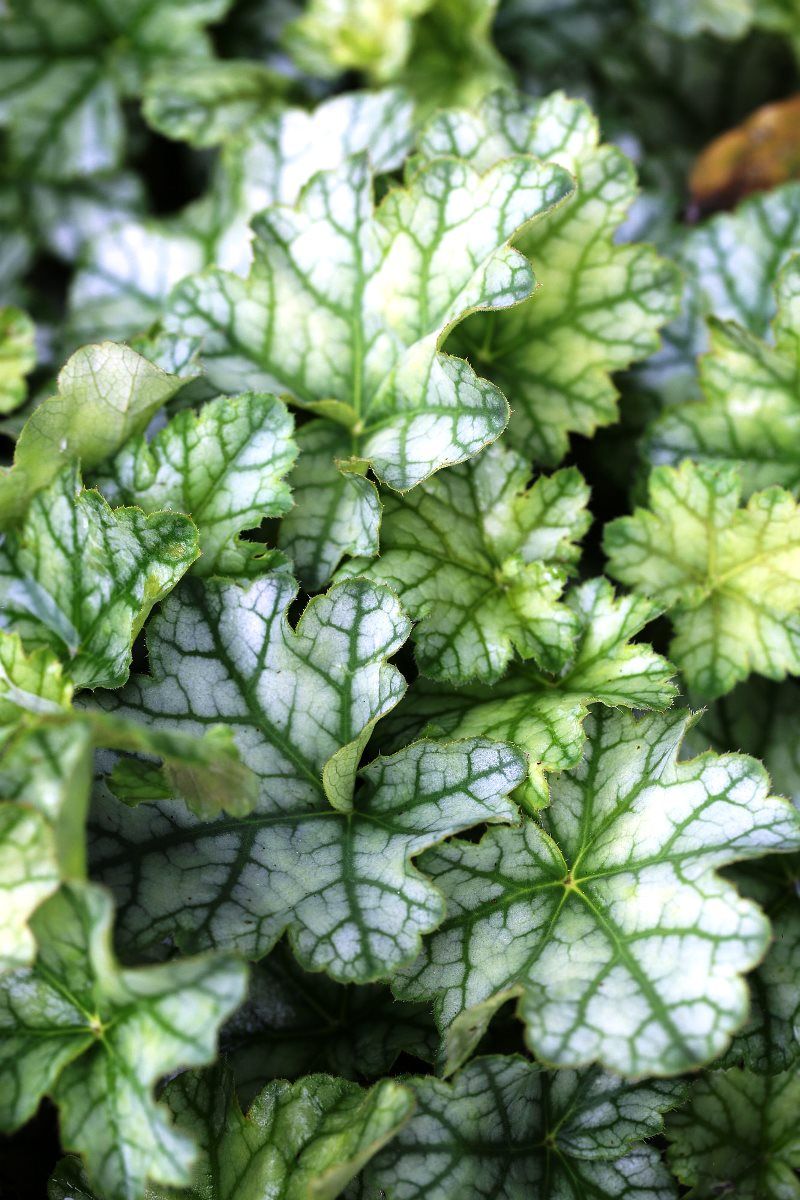 Purpurglöckchen Mint Frost