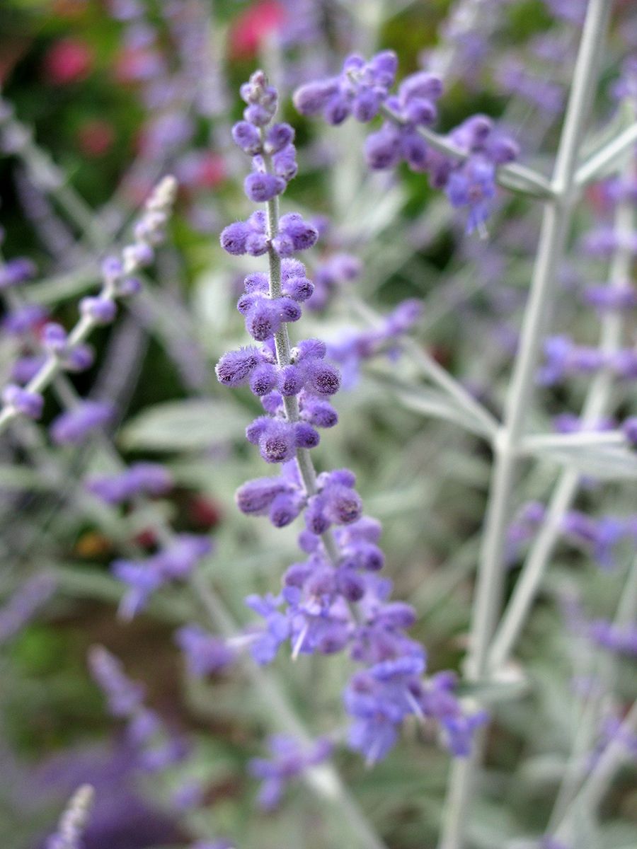 Silberstrauch Silvery Blue®