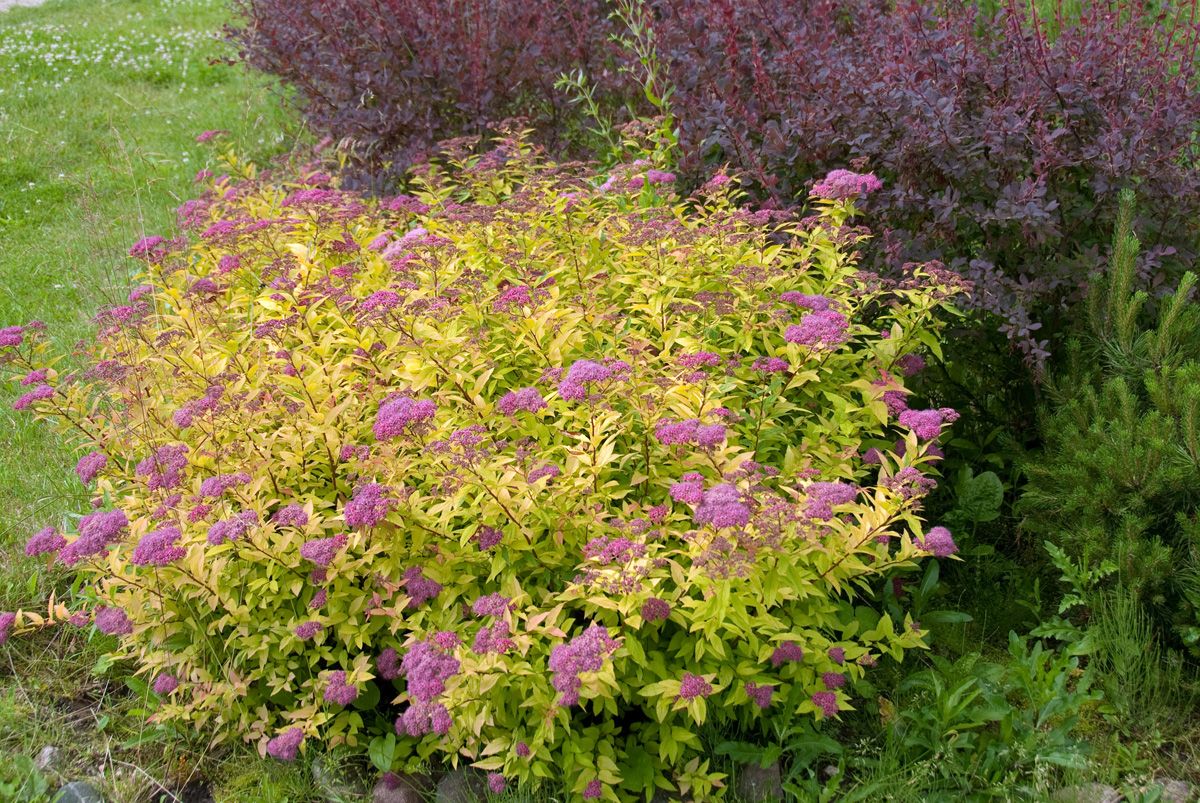 Goldsommer Spiere Goldflame Goldsommer Spiere Goldflame