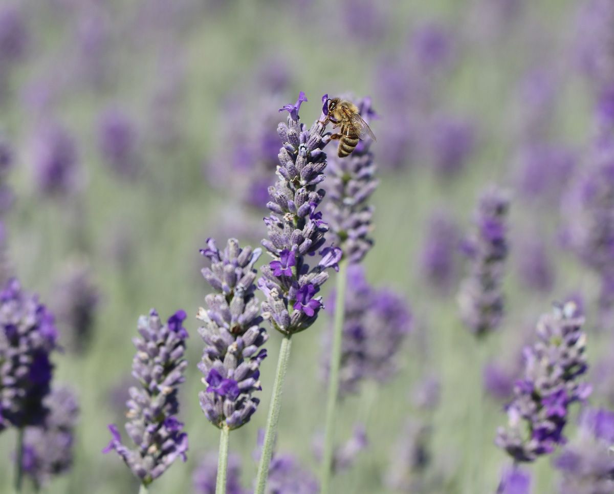 Lavendel Richard Gray Lavendel Richard Gray
