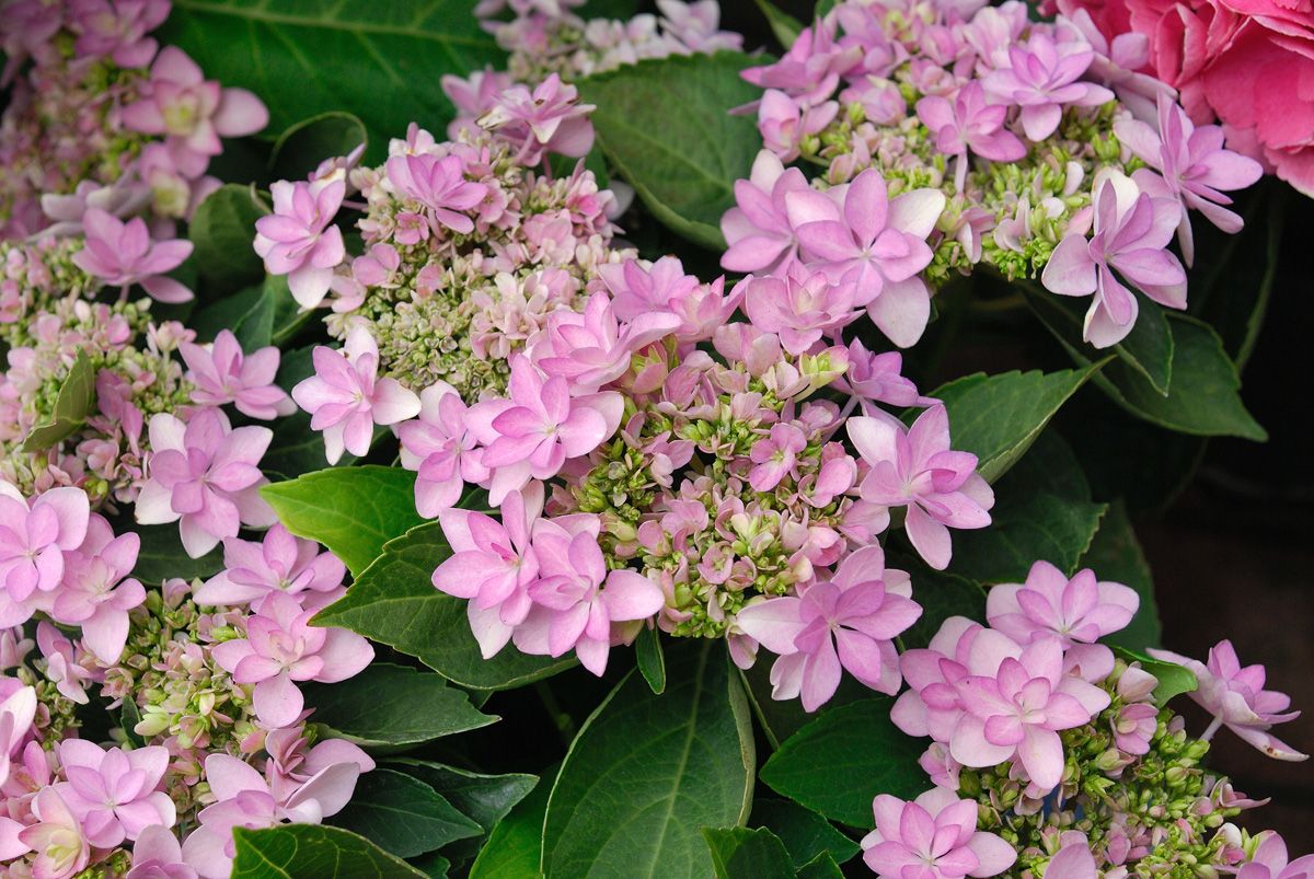 Hortensie You & Me Emotion®