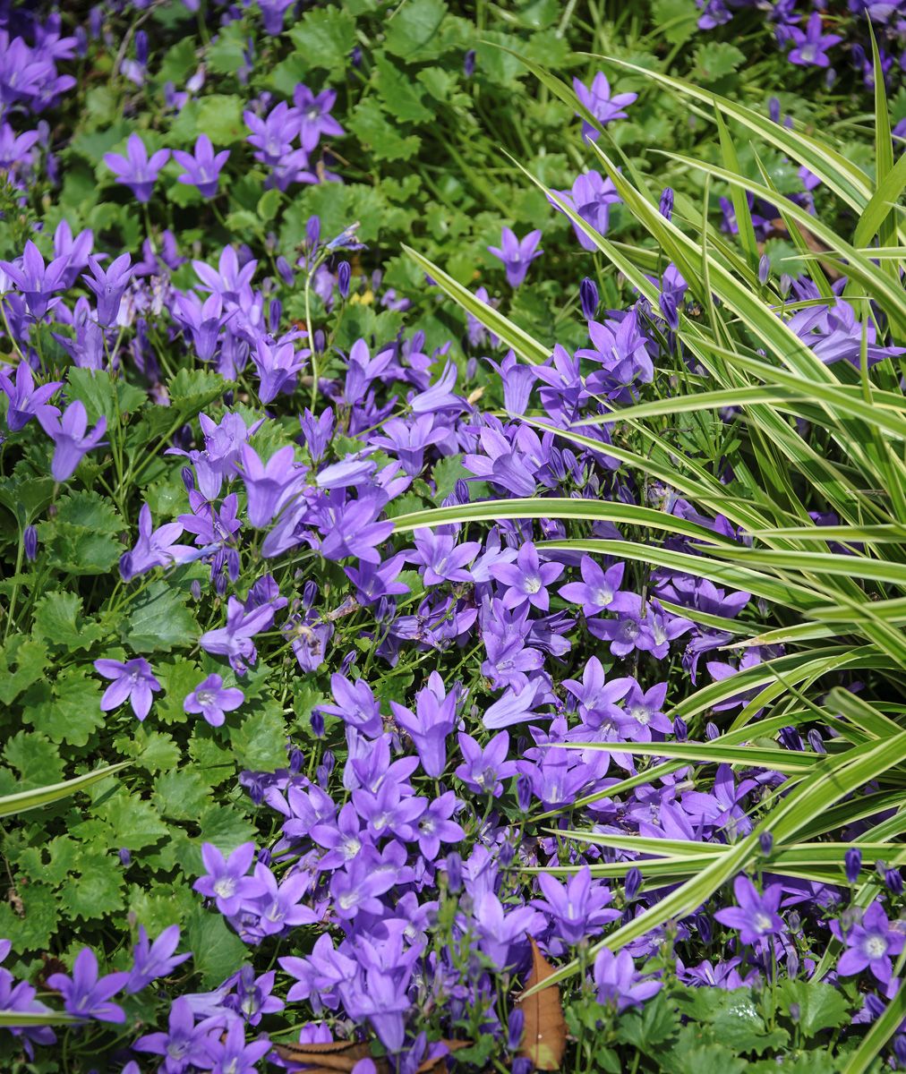 Niedere Glockenblume Birch Hybrid Niedere Glockenblume Birch Hybrid