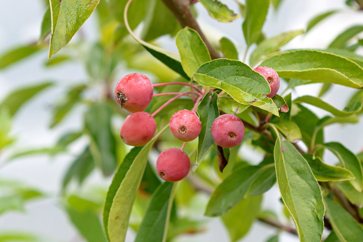 Zierapfel Adirondack Zierapfel Adirondack
