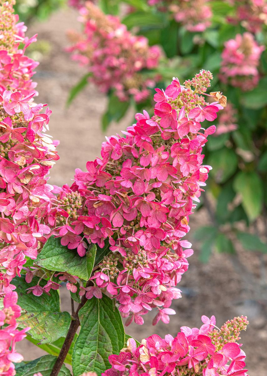 Rispenhortensie Pinky Winky Rispenhortensie Pinky Winky
