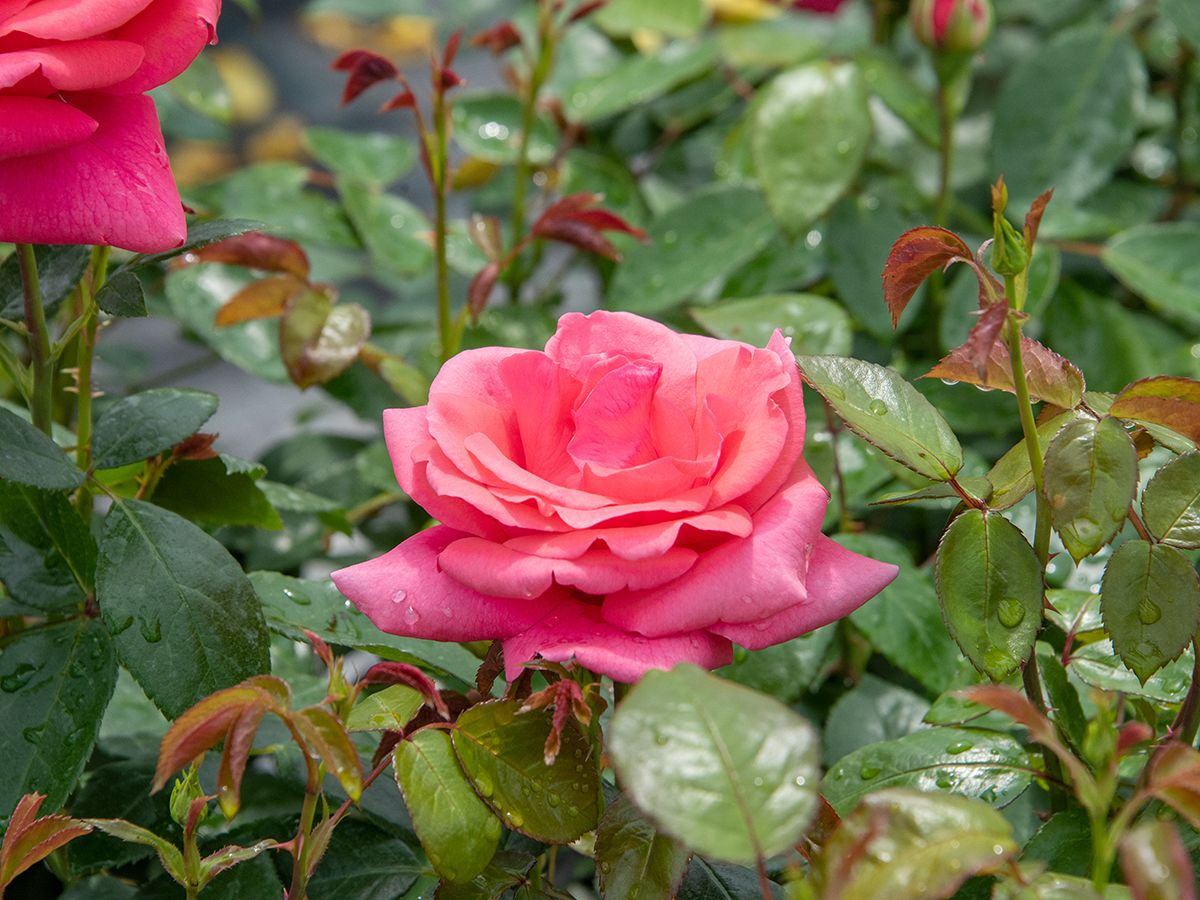 Focus® Edelrose (Teehybride, anspruchslos) Focus® Edelrose (Teehybride, anspruchslos)