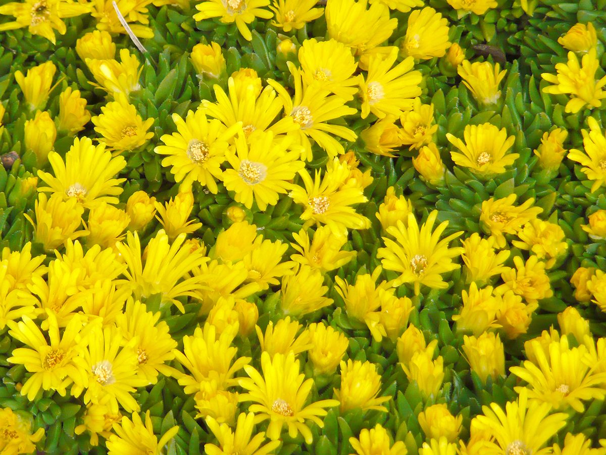Mittagsblume Gold Nugget