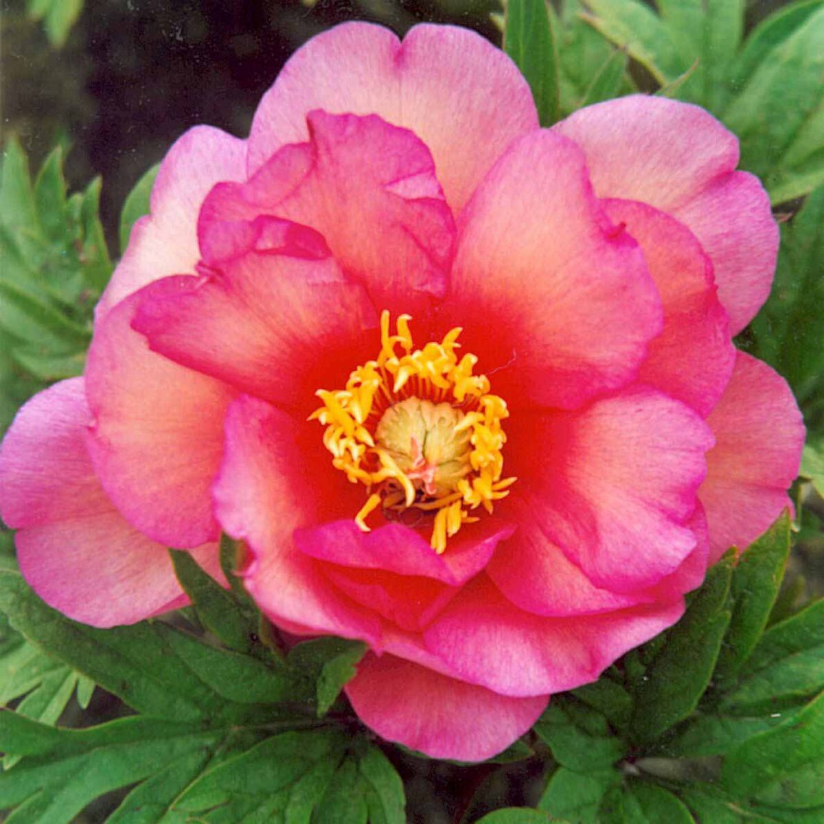 Pfingstrose Itoh-Hybride Julia Rose