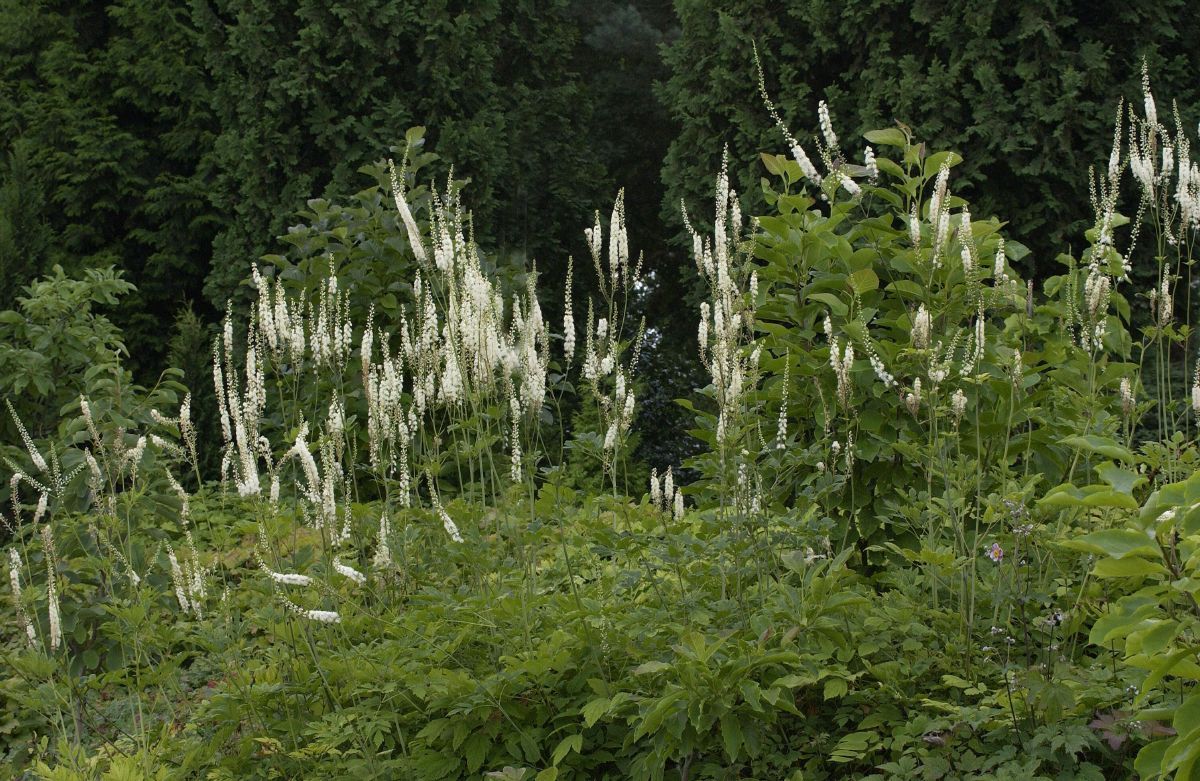 Silberkerze