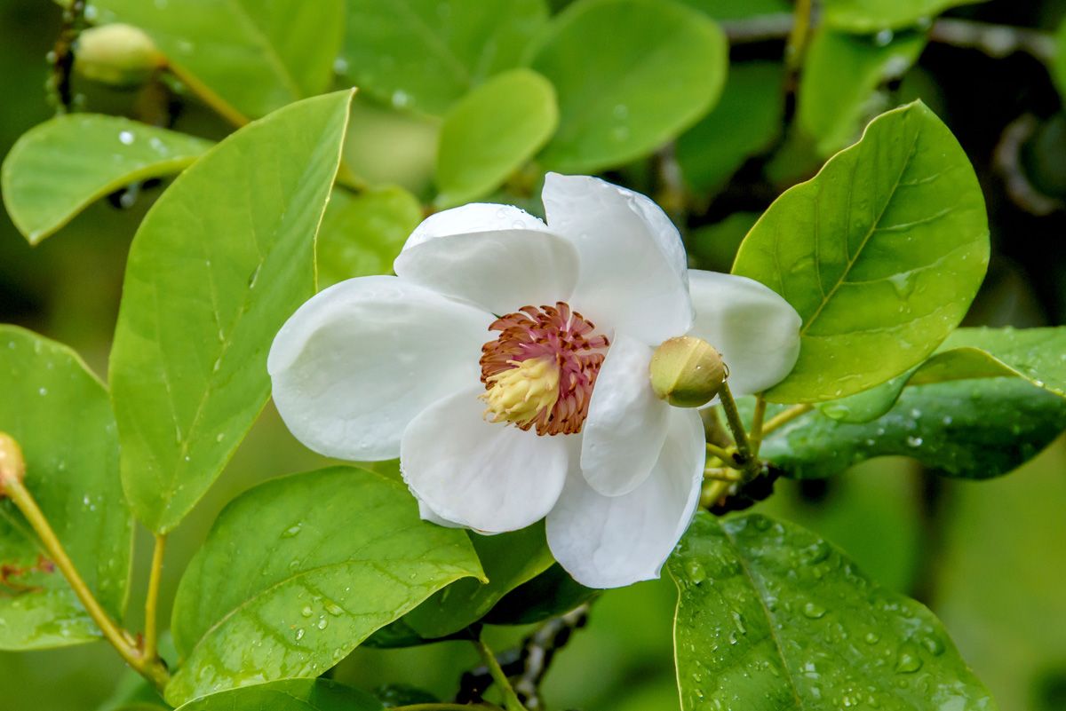 Sommermagnolie
