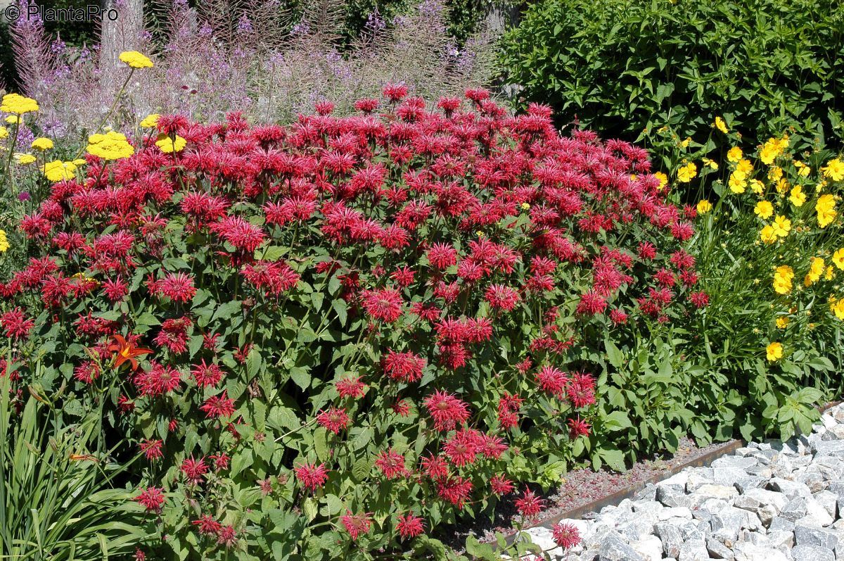 Goldmelisse Cambridge Scarlet Goldmelisse Cambridge Scarlet