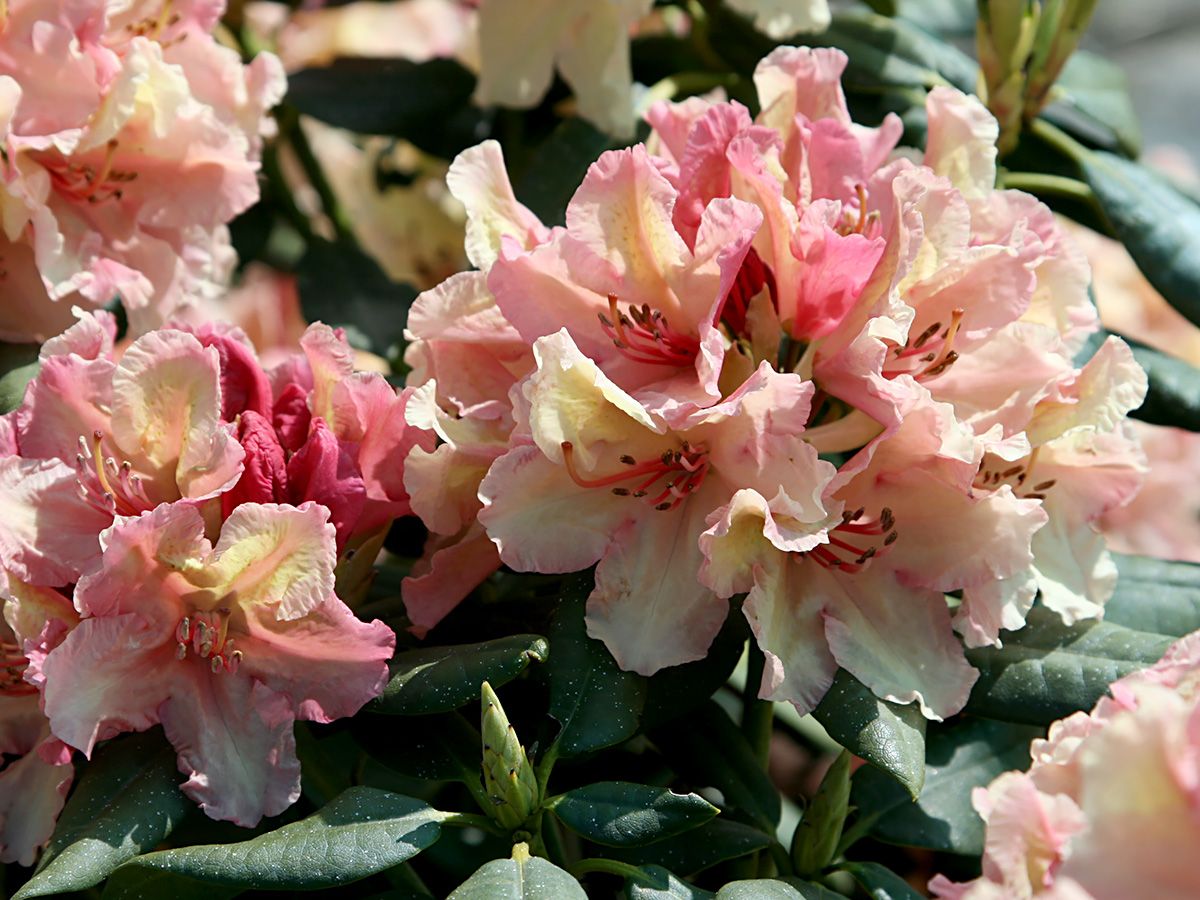 Rhododendron Brasilia