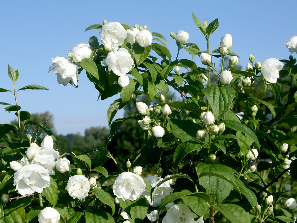 Zimtröschen Virginal Zimtröschen Virginal