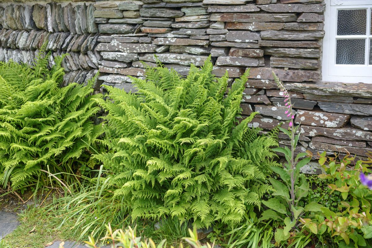 Schmaler Schildfarn Proliferum Schmaler Schildfarn Proliferum