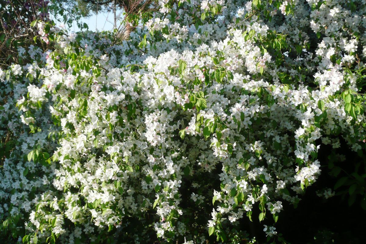 Hängezierapfel Red Jade