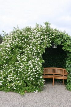 Rosa multiflora Strauchrose/Wildrose, Vielblütige Rose(«Büschelrose», anspruchslos, Hagebutten)