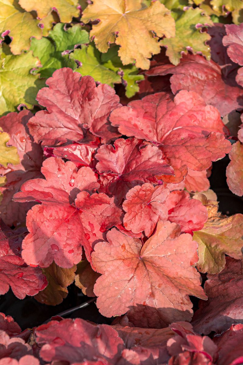 Purpurglöckchen Fire Alarm Purpurglöckchen Fire Alarm