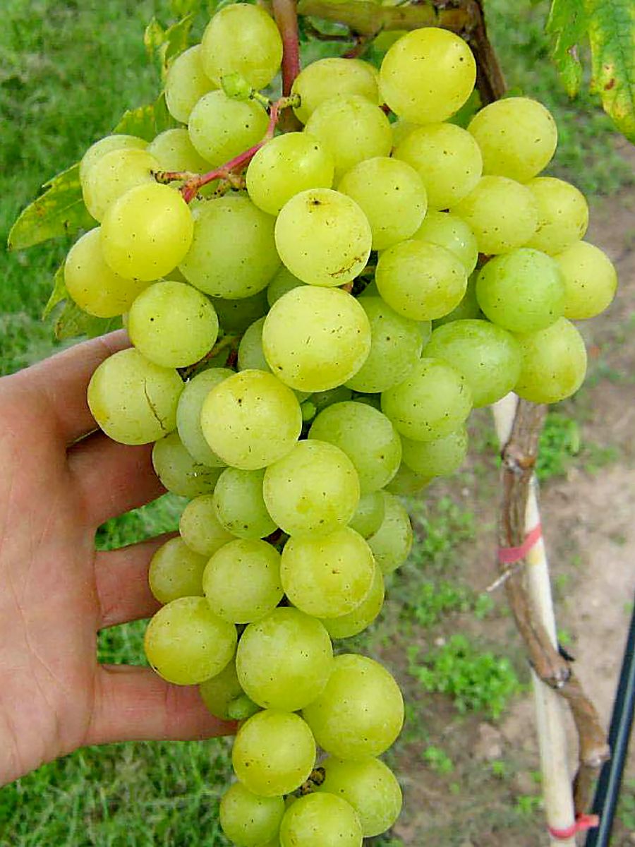 Frumoasa Alba® Hausgartenrebe