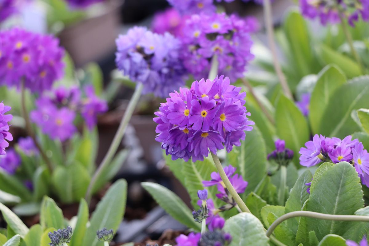 Kugelprimel Grandiflora