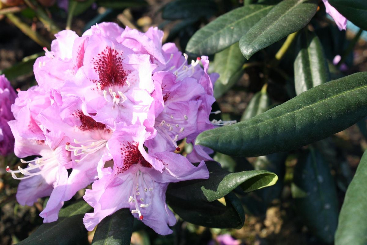 Rhododendron Herbstfreude