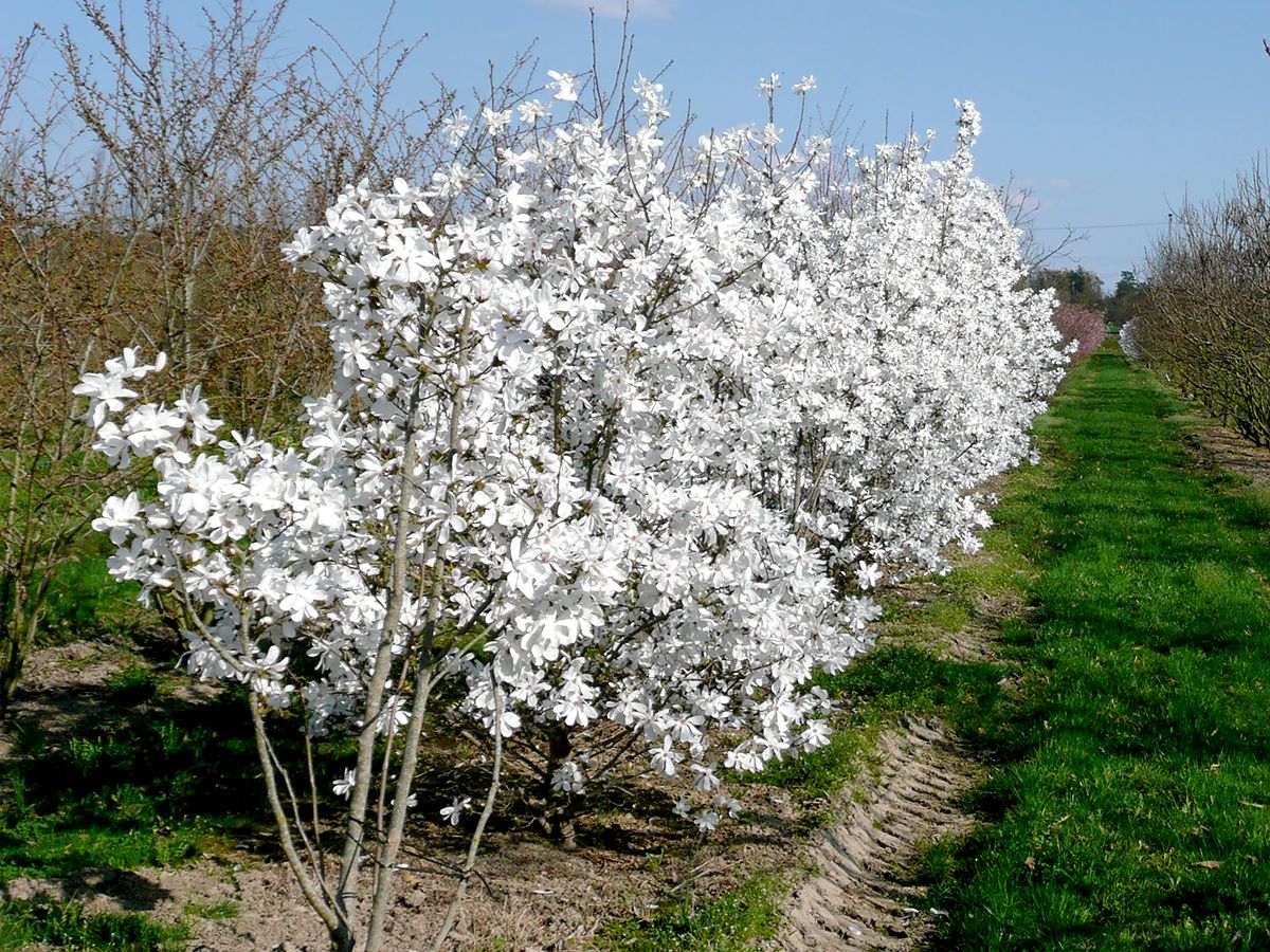 Baumartige Sternmagnolie Merrill Baumartige Sternmagnolie Merrill