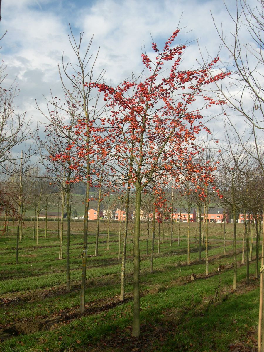 Zierapfel Evereste® Zierapfel Evereste®
